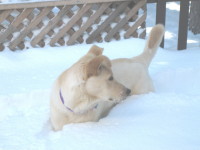 IMG_codysnow0794.jpg